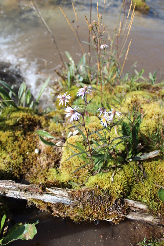 Nahanni aster (Symphyotrichum nahanniense)