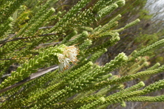 Campylostachys cernua