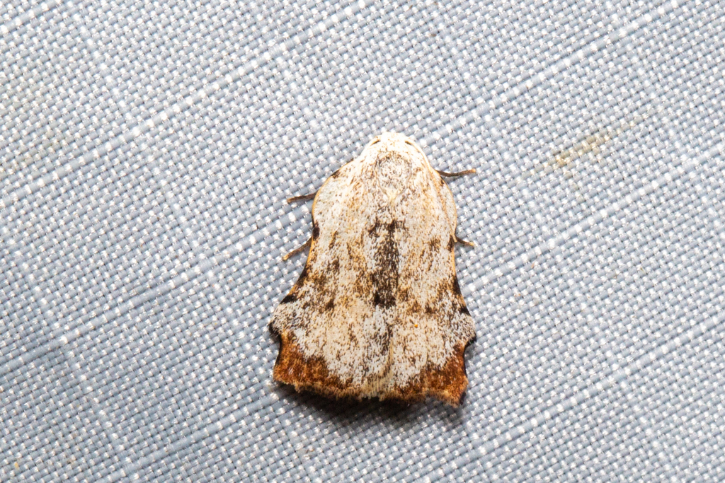Tortricosia pallidexcisa