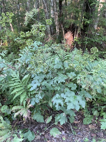 Heracleum sphondylium iNat (1)