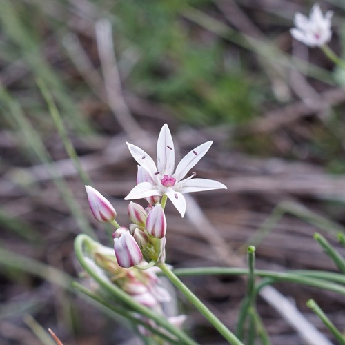 Image of Allium rhizomatum by (c) Andrew Tree, some rights reserved (CC BY)