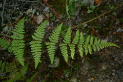 Hypolepis rufobarbata