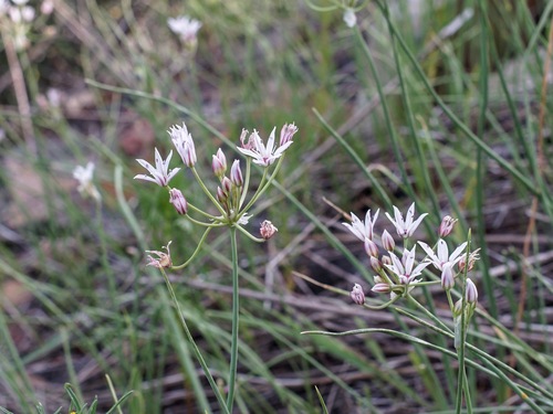 Image of Allium rhizomatum by (c) Andrew Tree, some rights reserved (CC BY)