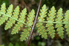 Hypolepis rufobarbata