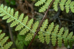 Hypolepis rufobarbata