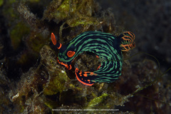 Nembrotha kubaryana