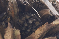 Eidolon helvum