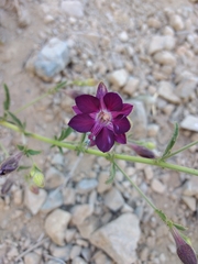 Malesherbia linearifolia