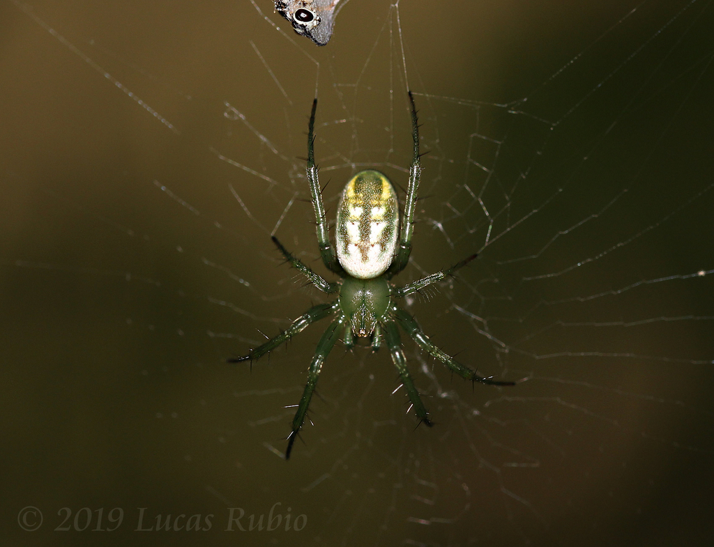 Mangora lactea