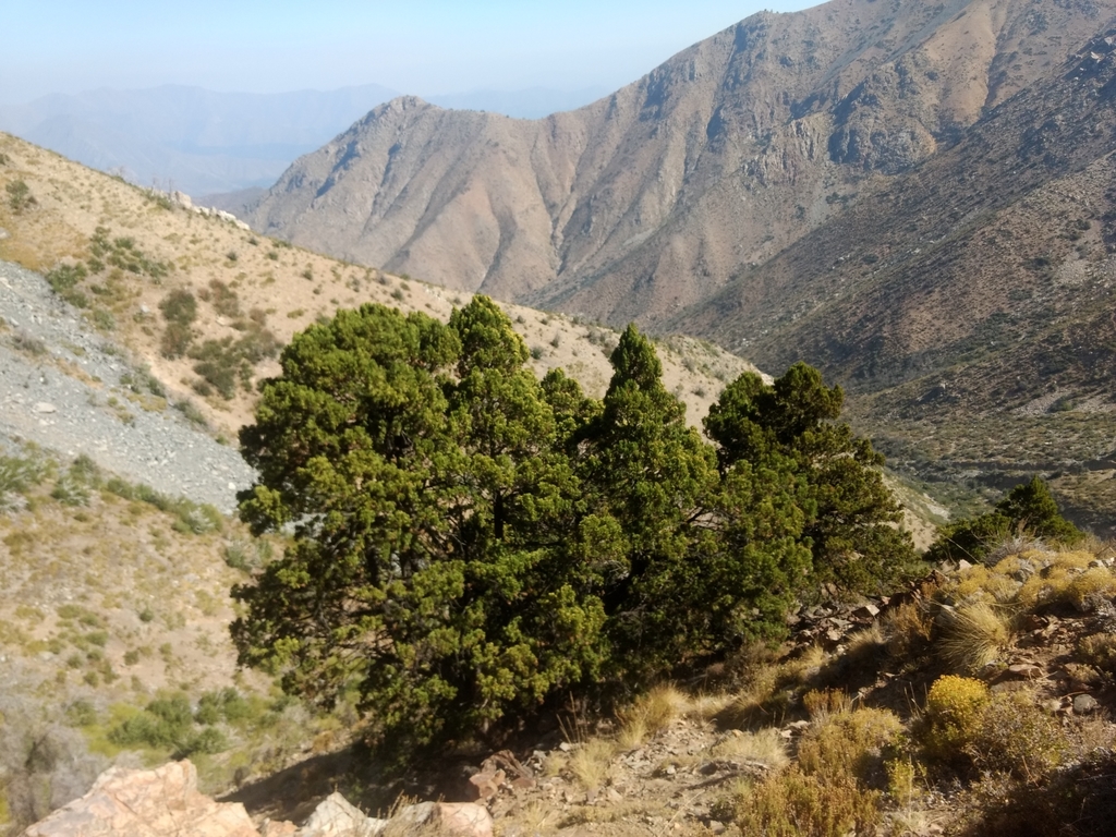 Ciprés de la Cordillera