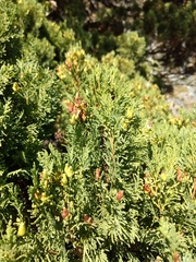 Austrocedrus chilensis