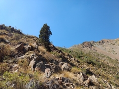 Austrocedrus chilensis