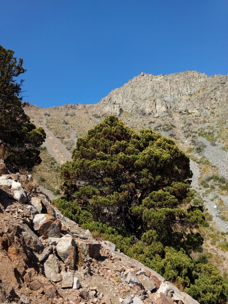 cypress-pines, incense-cedars, and allies
