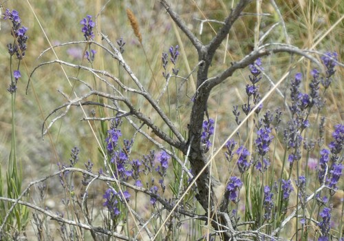 Lavandula angustifolia