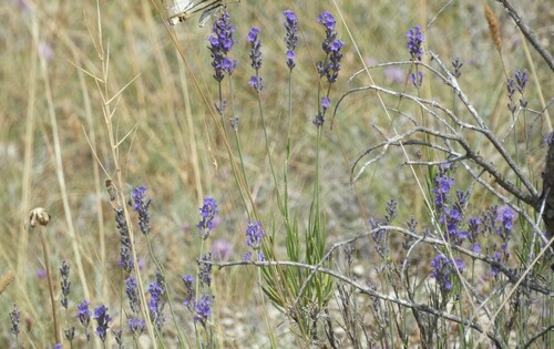 Lavandula angustifolia