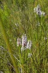 Erica colorans
