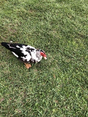 Cairina moschata domestica
