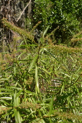 Veronica stenophylla stenophylla