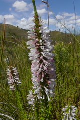 Erica colorans