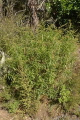 Veronica stenophylla stenophylla