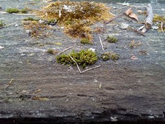 Orthotrichum diaphanum