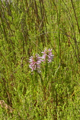 Erica colorans