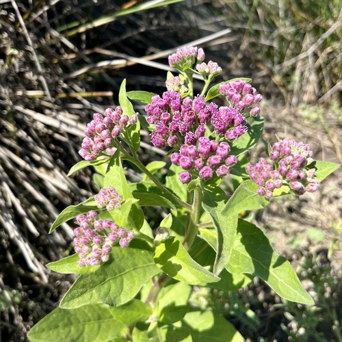 iNaturalist observation photo of marsh fleabane