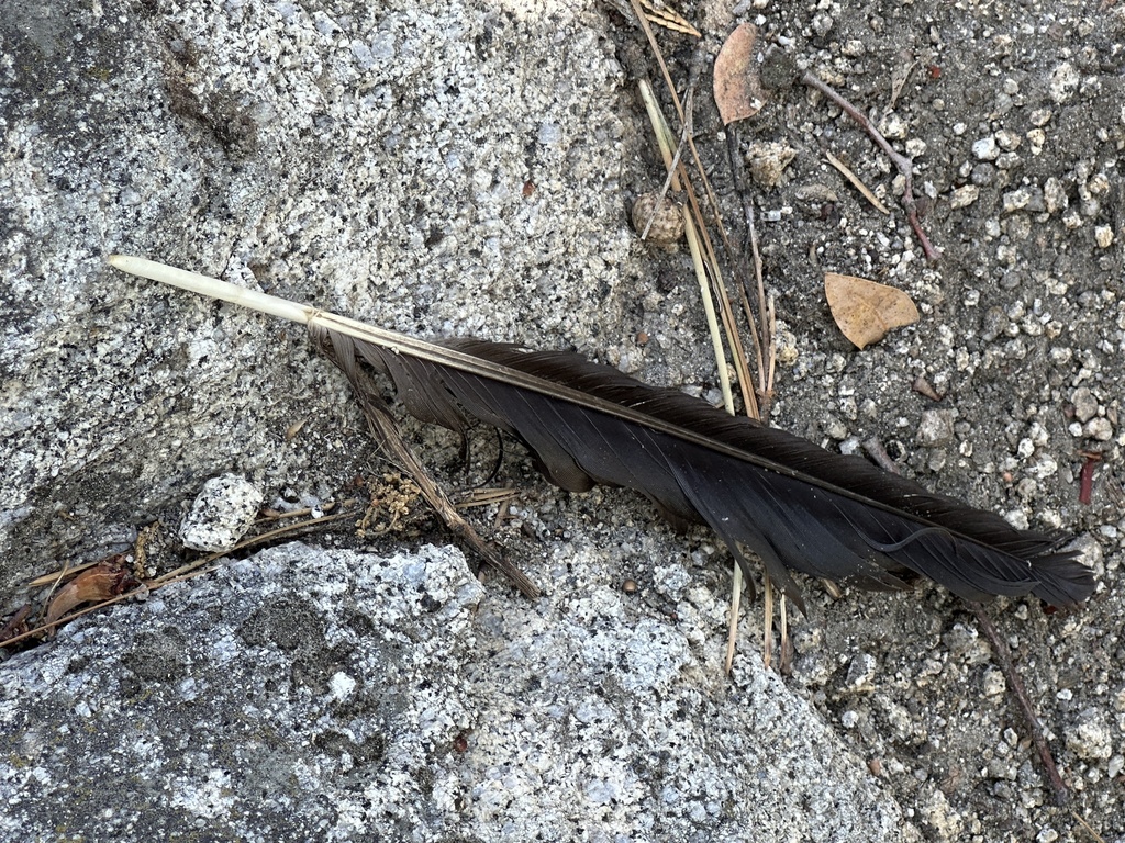 Common Raven from Mount San Jacinto State Park And Wilderness ...