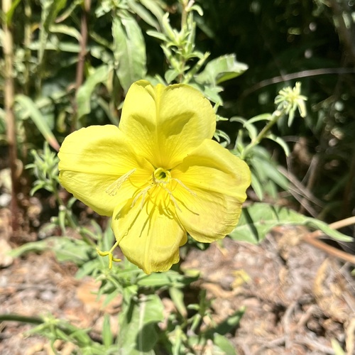 iNaturalist observation photo of tall evening primrose