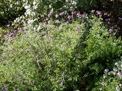 Solanum umbelliferum