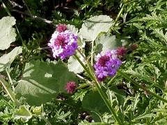 Solanum umbelliferum