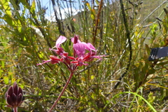 Pelargonium dipetalum