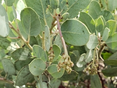 Arctostaphylos viscida mariposa
