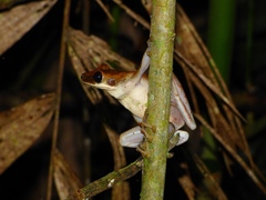 Osteocephalus planiceps