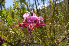 Pelargonium dipetalum
