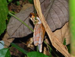 Osteocephalus planiceps