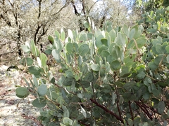 Arctostaphylos viscida mariposa