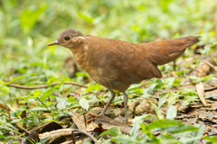 Brown Mesite photo 1