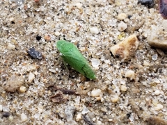 Xerophloea viridis