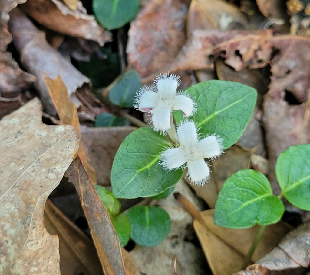 partridgeberry-from-prince-george-s-county-md-usa-on-may-27-2023-at