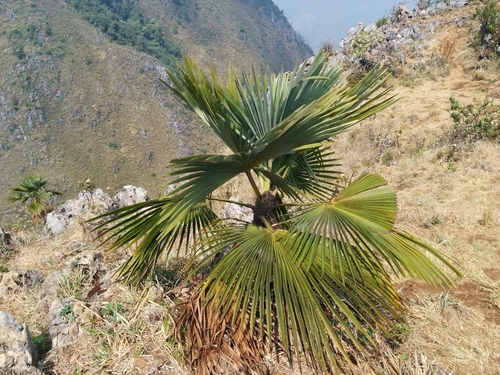 Thai Mountain Fan Palm (Trachycarpus oreophilus)