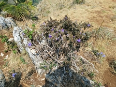 Strobilanthes chiangdaoensis