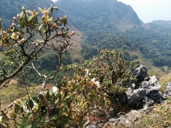 Rhododendron veitchianum