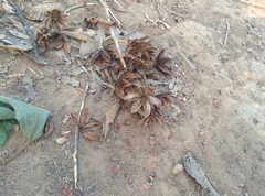 Lagerstroemia speciosa