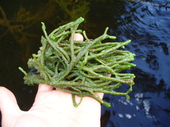 Ephydatia fluviatilis