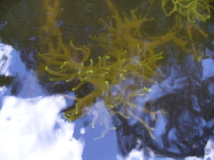 Ephydatia fluviatilis