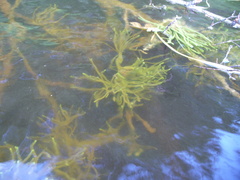 Ephydatia fluviatilis