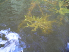 Ephydatia fluviatilis