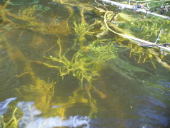 Ephydatia fluviatilis