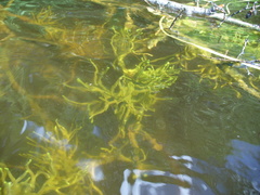Ephydatia fluviatilis